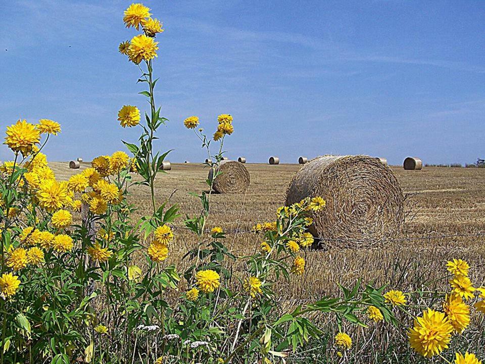 Gospodarstwo U Krakusa Doboszowice Esterno foto